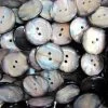 Black Shell Finish Couture Buttons- CB224