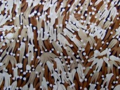 Banana Leaves Cotton- Brown